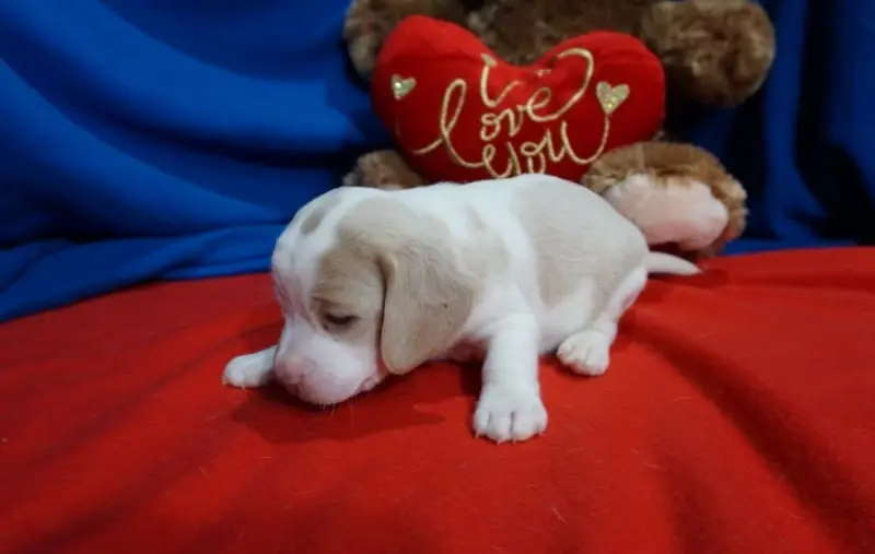 One of our beagle puppies waiting to be bought