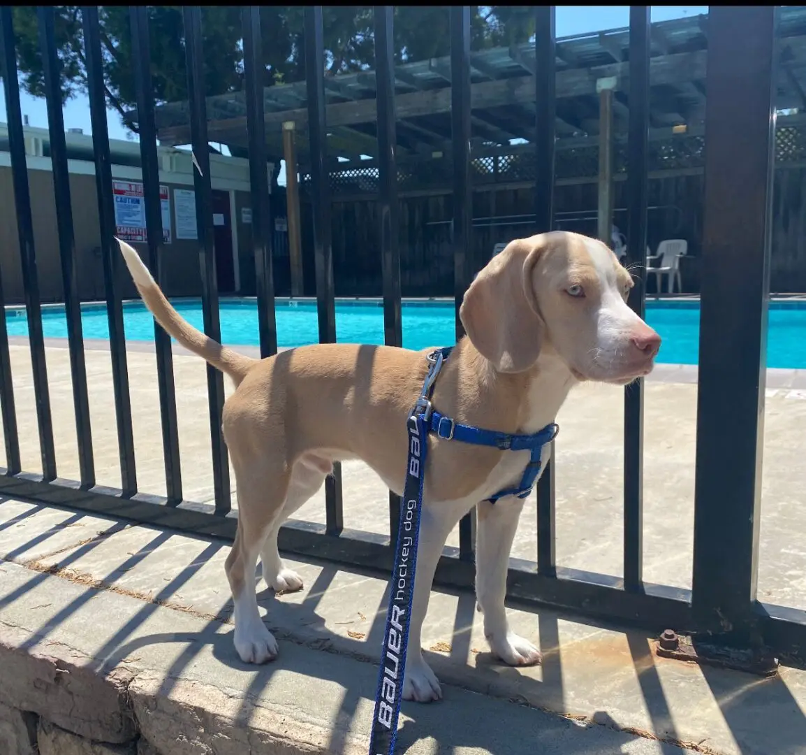 Lemon fashion drop beagle puppy