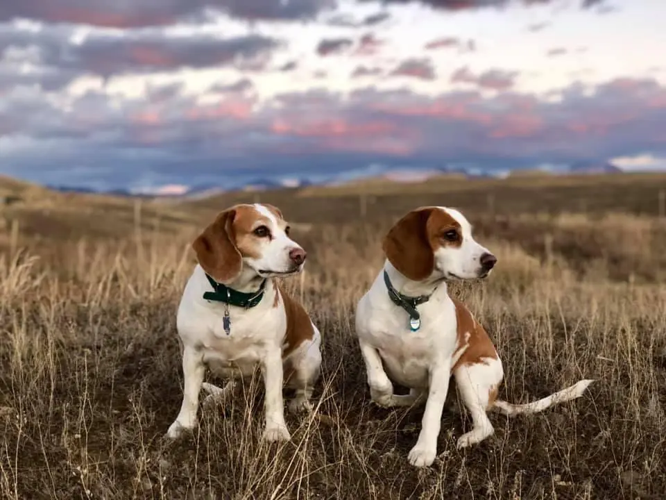 Two beagles