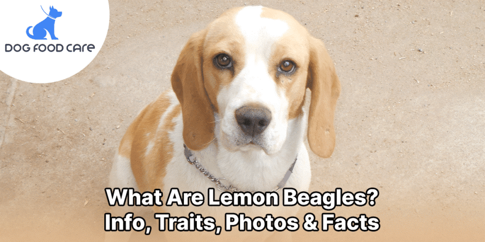 learn about the lemon beagles