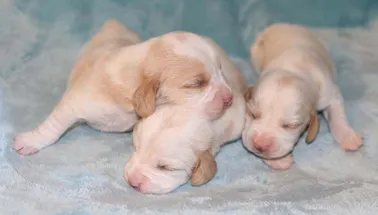 Baby Beagle Puppies Sleeping
