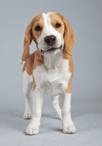 Cute Beagle Puppy Standing