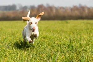 View of Dog running in the grass