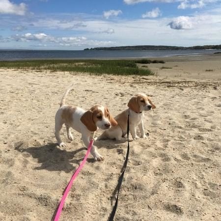 Hull's ozark beagles