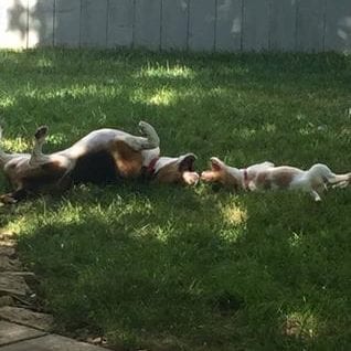 Hull's ozark beagles
