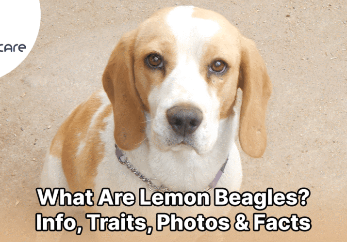 learn about the lemon beagles