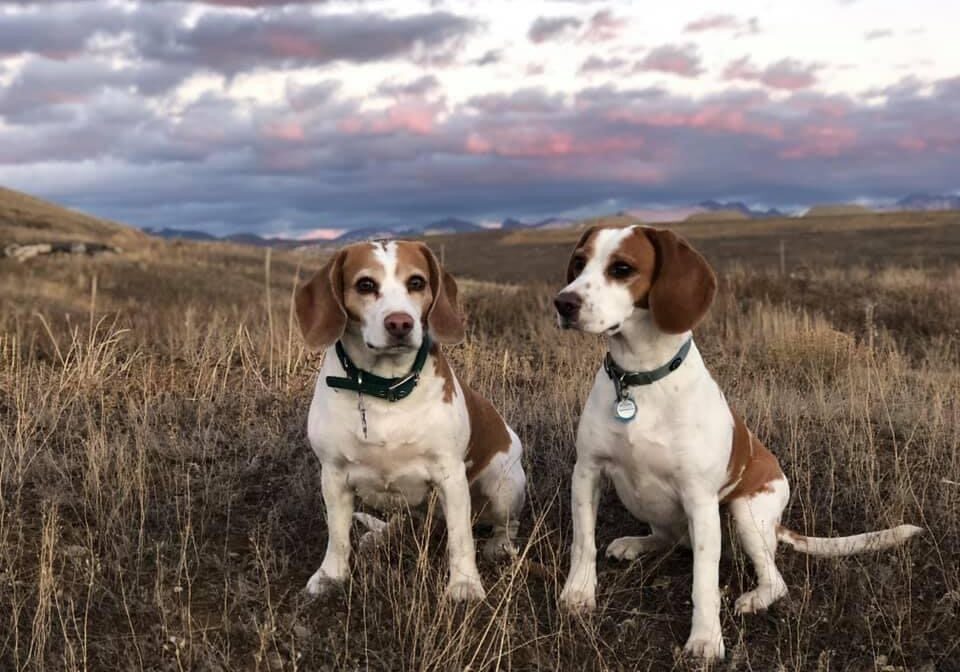 Two beagles on a field