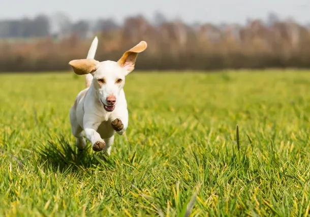 View of Dog running in the grass